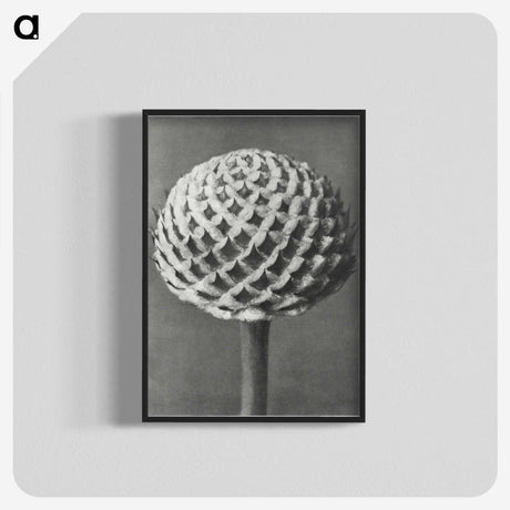 1-26_Karl-Blossfeldt_blk-crop