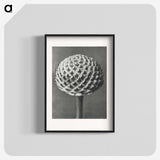 1-26_Karl-Blossfeldt_blk