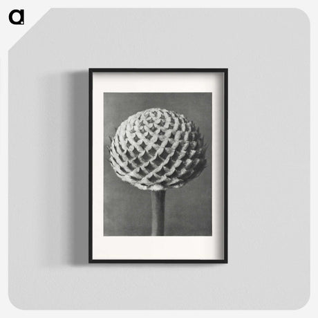 1-26_Karl-Blossfeldt_blk