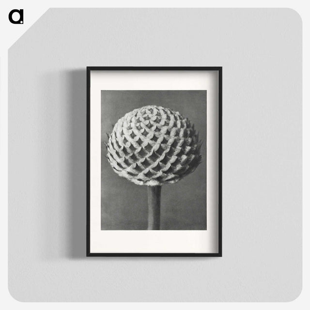 1-26_Karl-Blossfeldt_blk
