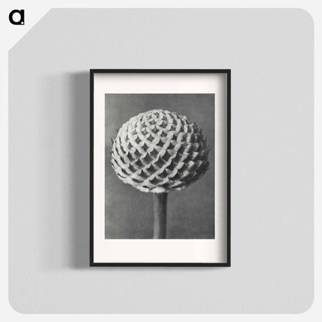 アートポスター-Cephalaria - カール ブロスフェルト Poster.