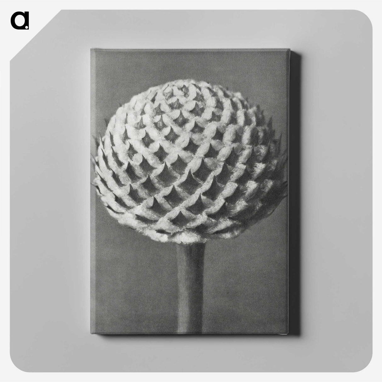 1-26_Karl-Blossfeldt_canvas