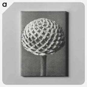 1-26_Karl-Blossfeldt_canvas