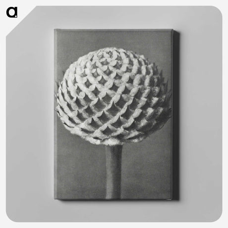 1-26_Karl-Blossfeldt_canvas