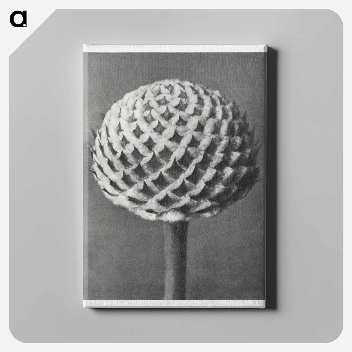 Cephalaria - Karl Blossfeldt Canvas.