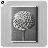 Cephalaria - Karl Blossfeldt Canvas.