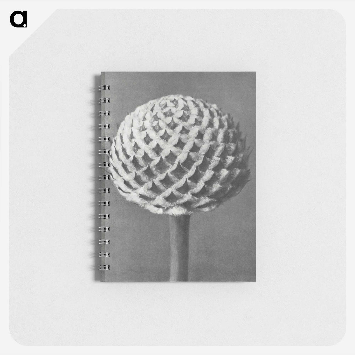 1-26_Karl-Blossfeldt_memo