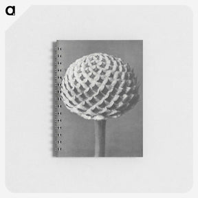1-26_Karl-Blossfeldt_memo