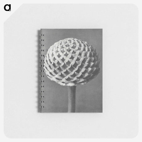 1-26_Karl-Blossfeldt_memo