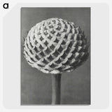 1-26_Karl-Blossfeldt_picture-crop