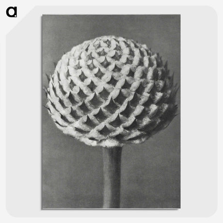 1-26_Karl-Blossfeldt_picture-crop