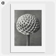 1-26_Karl-Blossfeldt_picture