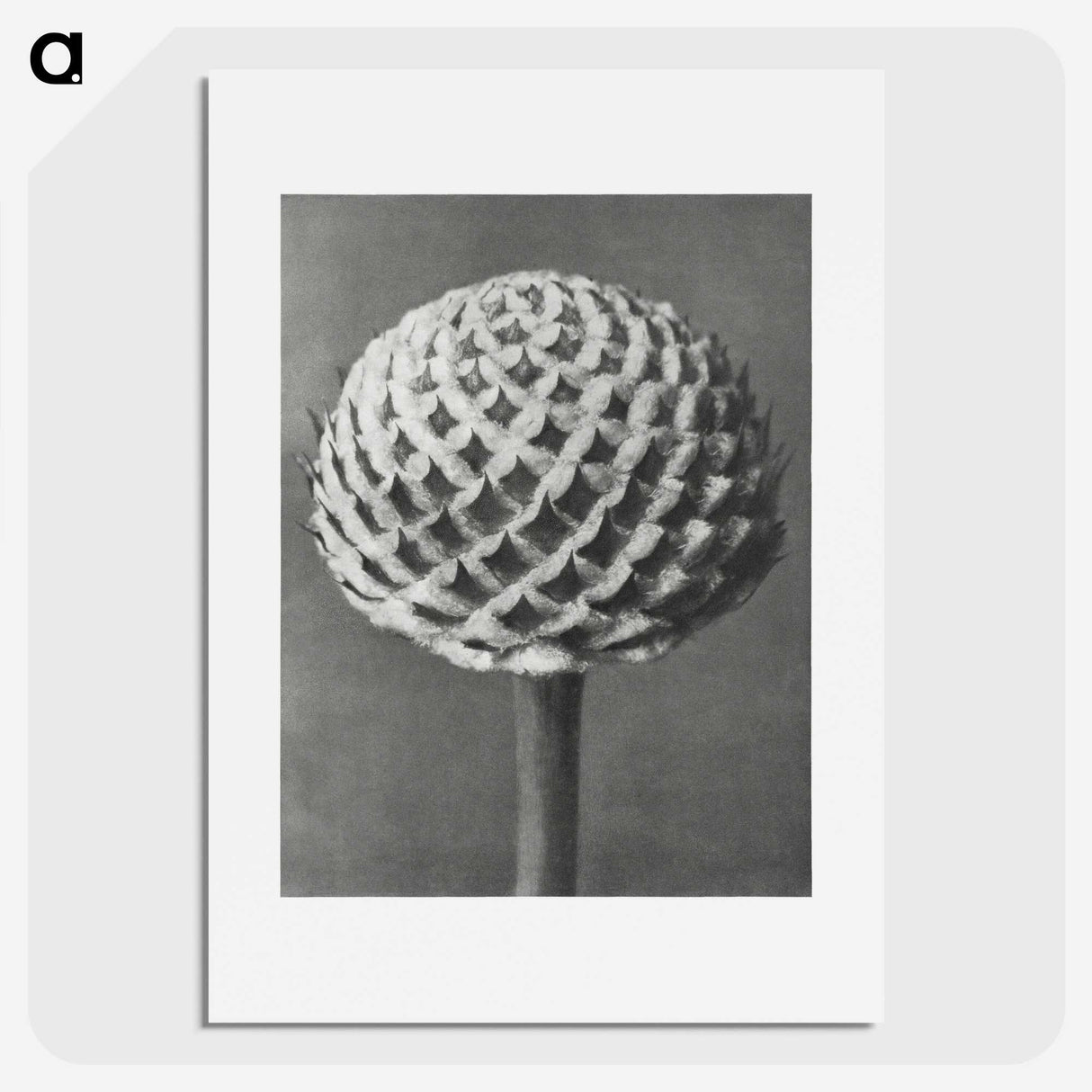 1-26_Karl-Blossfeldt_picture