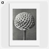 1-26_Karl-Blossfeldt_picture