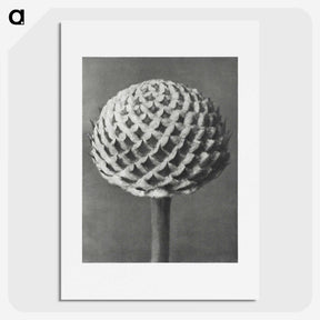 1-26_Karl-Blossfeldt_picture