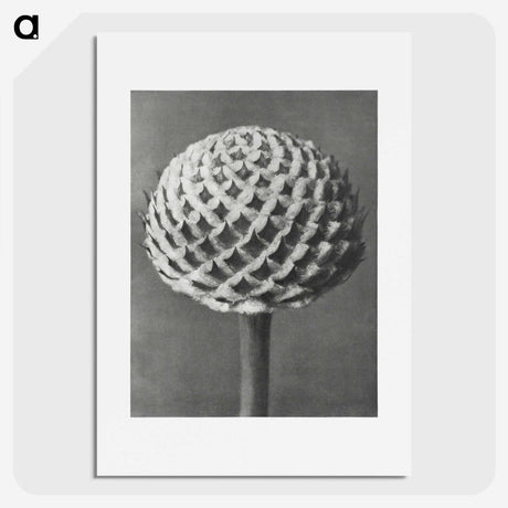 1-26_Karl-Blossfeldt_picture