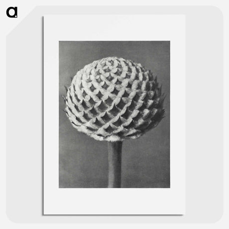 アートポスター-Cephalaria - カール ブロスフェルト Poster.