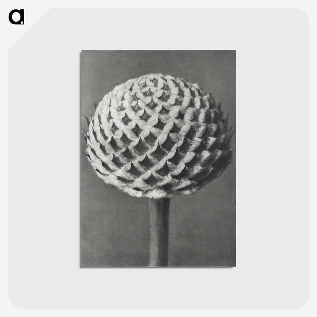 1-26_Karl-Blossfeldt_postcard