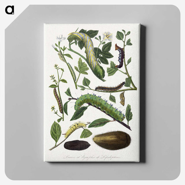 1-26_Le-Jardin-des-Plantes_canvas