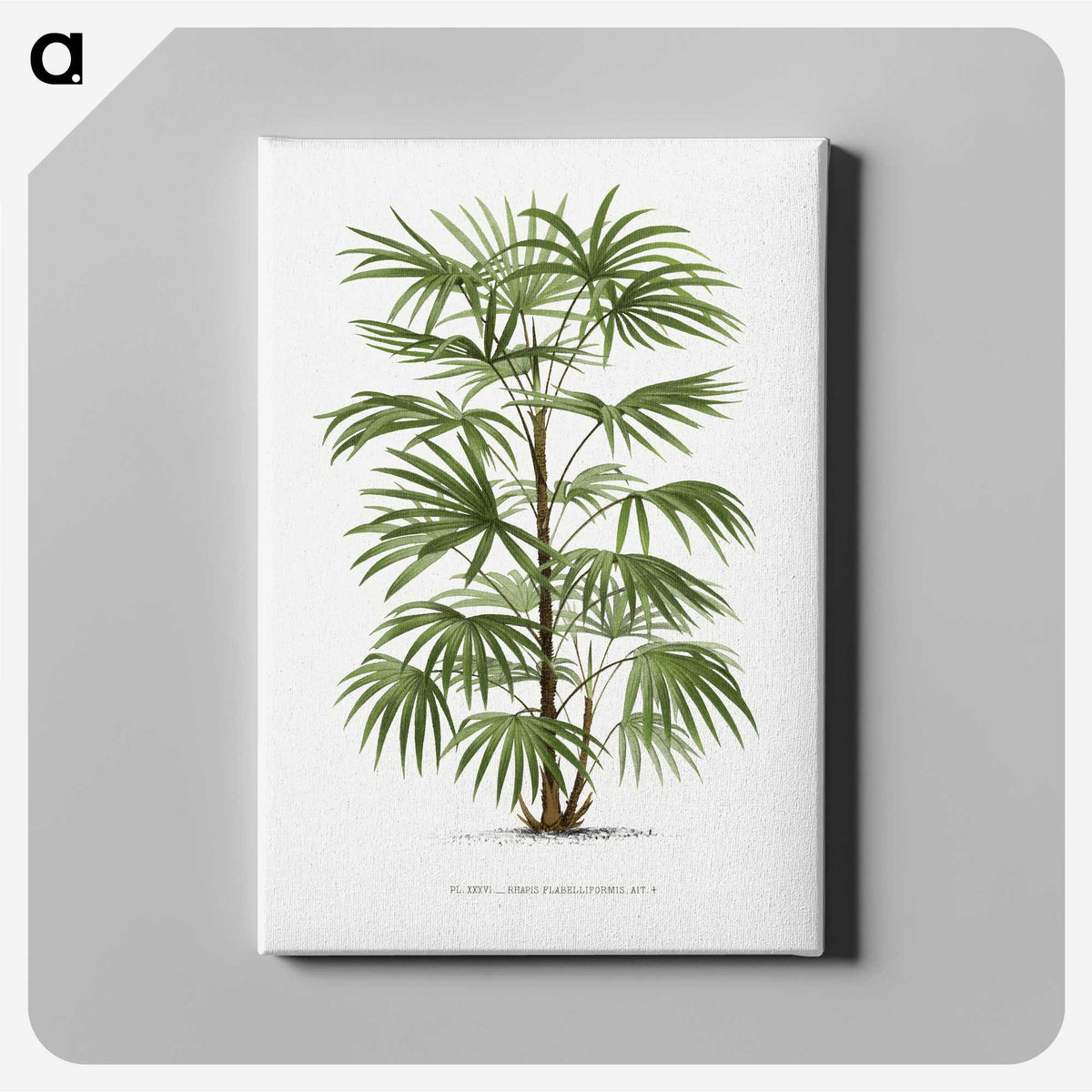 1-26_Les-Palmiers-Histoire-Iconographique_canvas