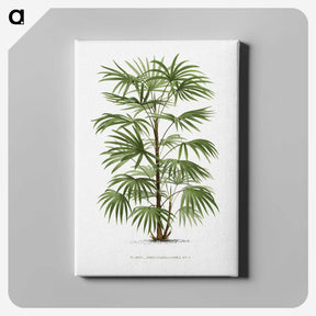 1-26_Les-Palmiers-Histoire-Iconographique_canvas