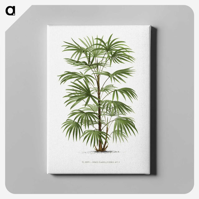 1-26_Les-Palmiers-Histoire-Iconographique_canvas
