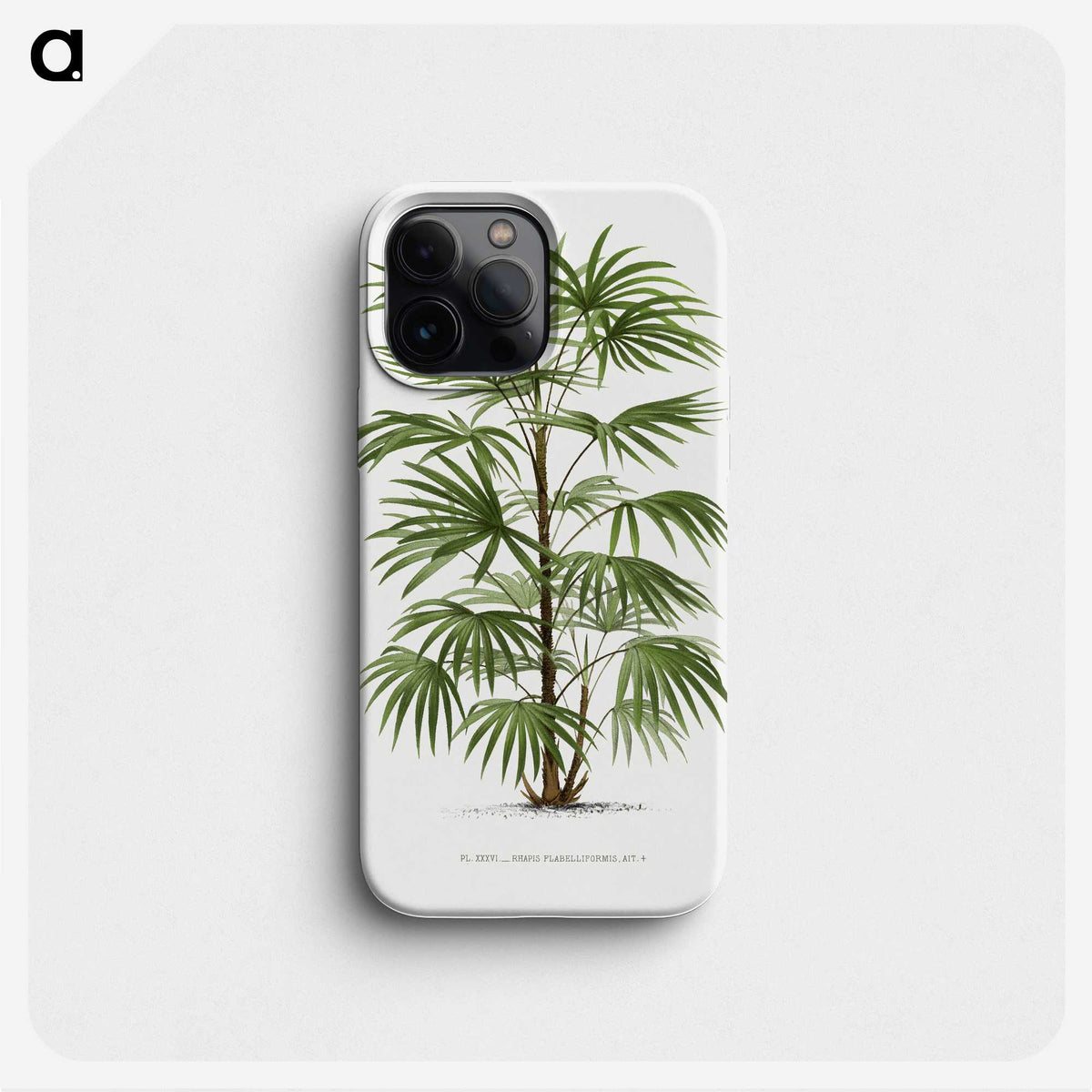 1-26_Les-Palmiers-Histoire-Iconographique_phone