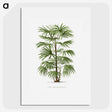 1-26_Les-Palmiers-Histoire-Iconographique_picture