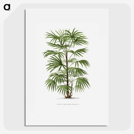 1-26_Les-Palmiers-Histoire-Iconographique_picture