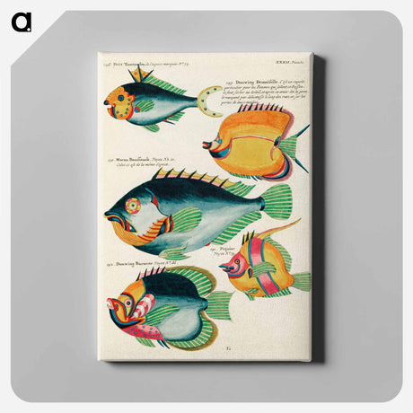 アートパネル-Moluccan Fishes
 - ルイ ルナール Canvas.