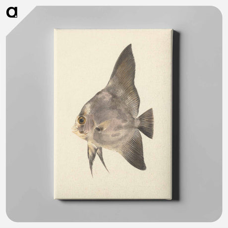 アートパネル-Unidentified Fish
 - ルイージ バルガーニ Canvas.