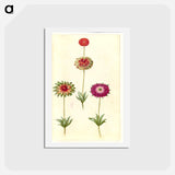 アートポストカード-Anemone ×fulgens
 - マリア ジビーラ メーリアン Postcard.