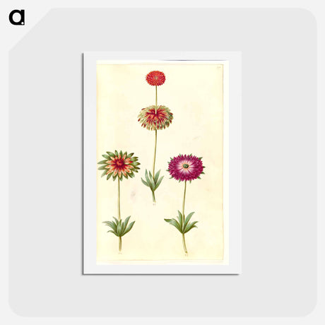 アートポストカード-Anemone ×fulgens
 - マリア ジビーラ メーリアン Postcard.