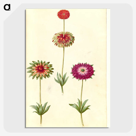 1-26_Maria-Sibylla-Merian_picture-crop
