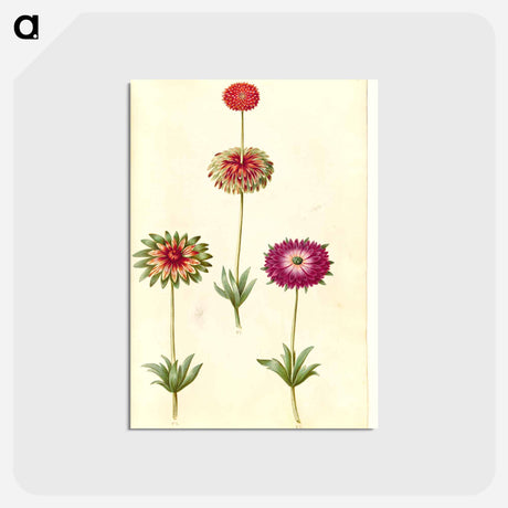 アートポストカード-Anemone ×fulgens
 - マリア ジビーラ メーリアン Postcard.