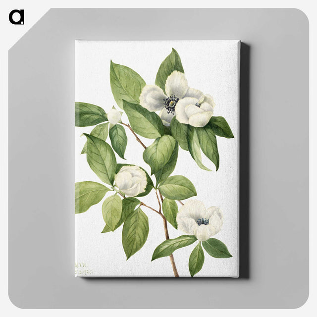 1-26_Mary-Vaux-Walcott_canvas