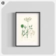 アートポスター-Aniseed Pimpinella anisum
 - 薬用植物学 Poster.