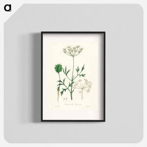 アートポスター-Aniseed Pimpinella anisum
 - 薬用植物学 Poster.