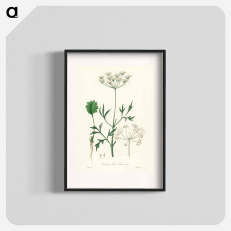 アートポスター-Aniseed Pimpinella anisum
 - 薬用植物学 Poster.