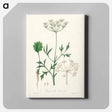 アートパネル-Aniseed Pimpinella anisum
 - 薬用植物学 Canvas.