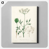 アートパネル-Aniseed Pimpinella anisum
 - 薬用植物学 Canvas.