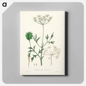 アートパネル-Aniseed Pimpinella anisum
 - 薬用植物学 Canvas.