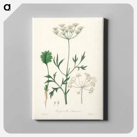 アートパネル-Aniseed Pimpinella anisum
 - 薬用植物学 Canvas.