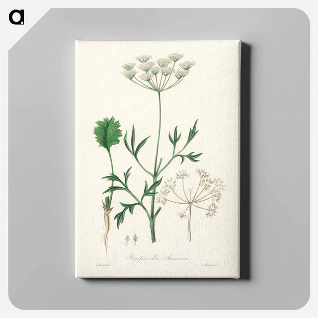 アートパネル-Aniseed Pimpinella anisum
 - 薬用植物学 Canvas.