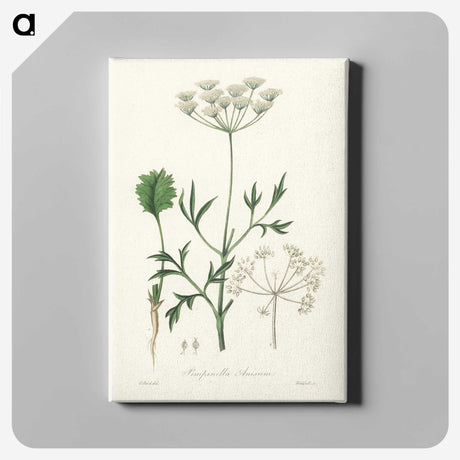 1-26_Medical-Botany_canvas