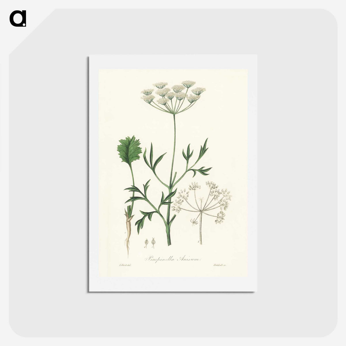 1-26_Medical-Botany_hagaki