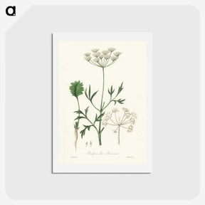 1-26_Medical-Botany_hagaki