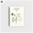 アートメモ帳-Aniseed Pimpinella anisum
 - 薬用植物学 Memo.