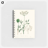 アートメモ帳-Aniseed Pimpinella anisum
 - 薬用植物学 Memo.