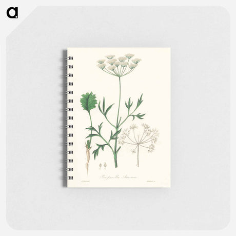 アートメモ帳-Aniseed Pimpinella anisum
 - 薬用植物学 Memo.